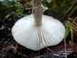 Gyilkos galóca (Amanita phalloides), Pilis